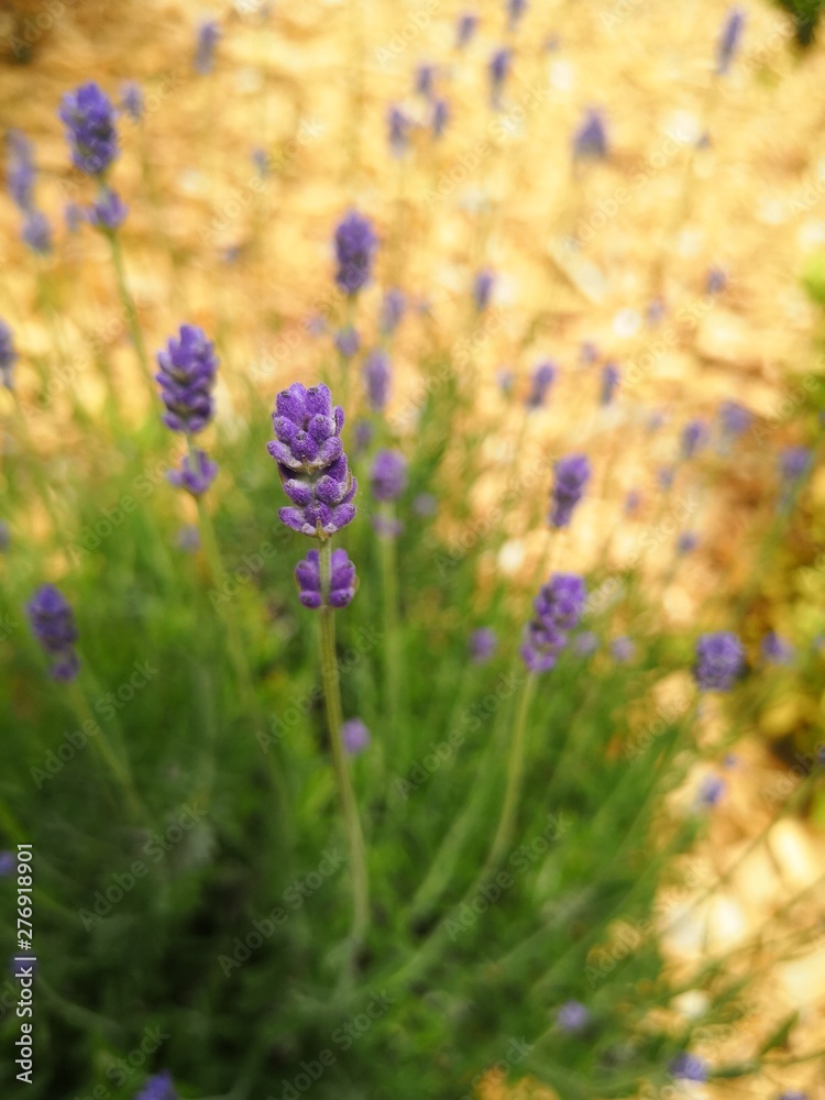 Fototapeta premium field of blue flowers