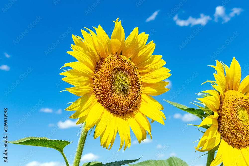 Sunflowers on the blue sky background agriculture farming rural economy agronomy concept