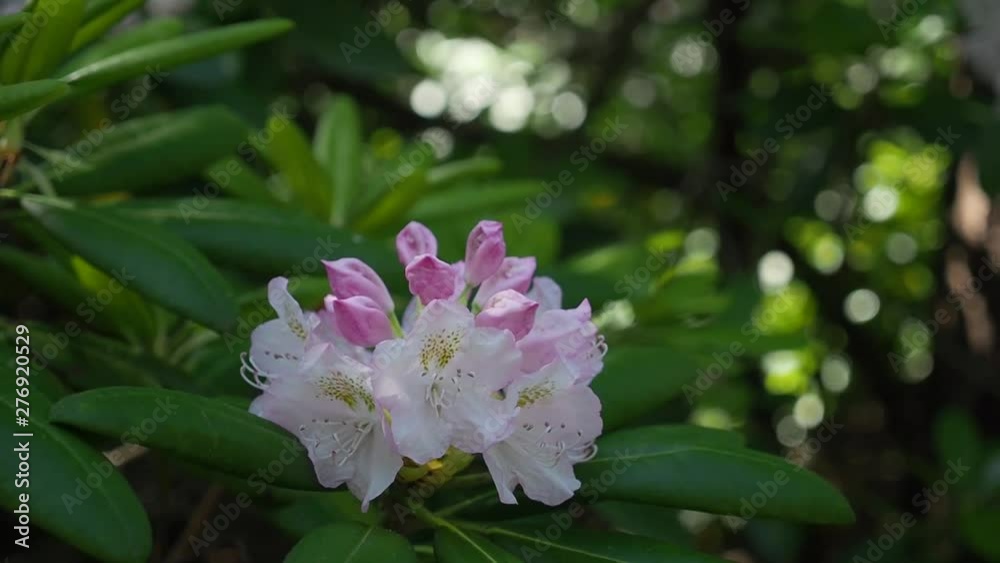White flowers. Wind blowing flower in green bush garden. Sun lights and blurry background. White flowers. Wind blowing flower in green bush garden. Sun lights and blurry background.