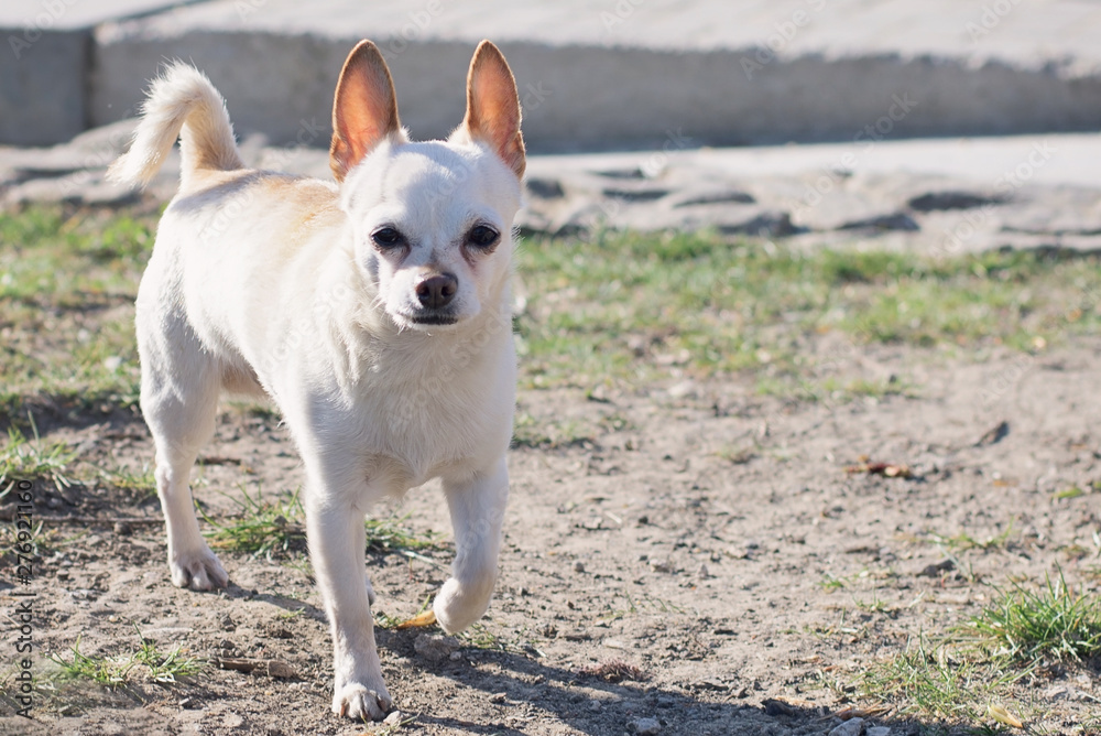 Small white chihuahua dog with brown ears Small white chihuahua dog with brown ears