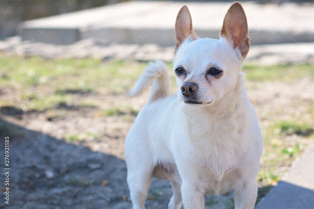 Small white chihuahua dog with brown ears Small white chihuahua dog with brown ears