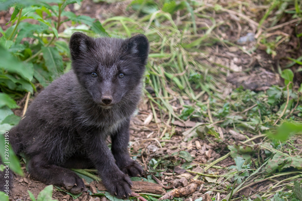Fototapeta premium black Arctic fox cubs, Vulpes lagopus, playing/fighting/sitting looking sweet and cute amongst grass during summer.