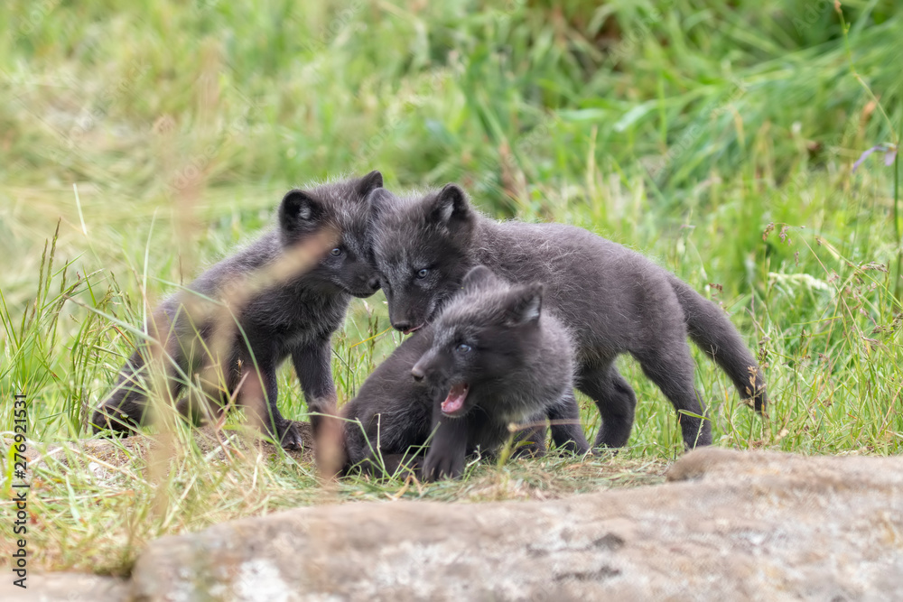black Arctic fox cubs, Vulpes lagopus, playing/fighting/sitting looking sweet and cute amongst grass during summer. black Arctic fox cubs, Vulpes lagopus, playing/fighting/sitting looking sweet and cute amongst grass during summer.