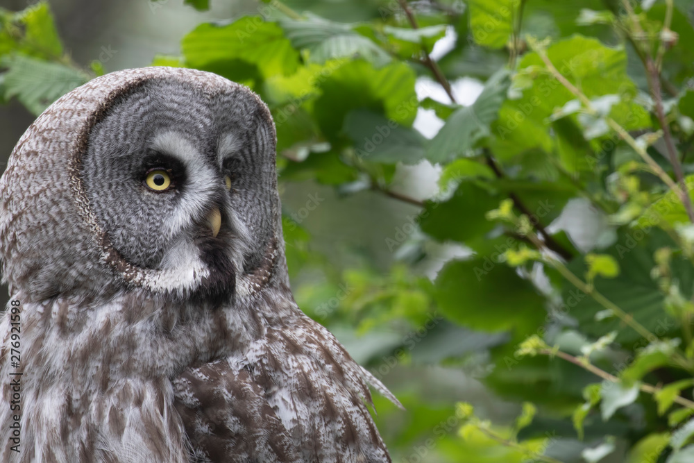 Obraz premium Great Grey Owl, Strix nebulosa, close up/portrait perched on green leaf trees looking front and sides during summer/spring.