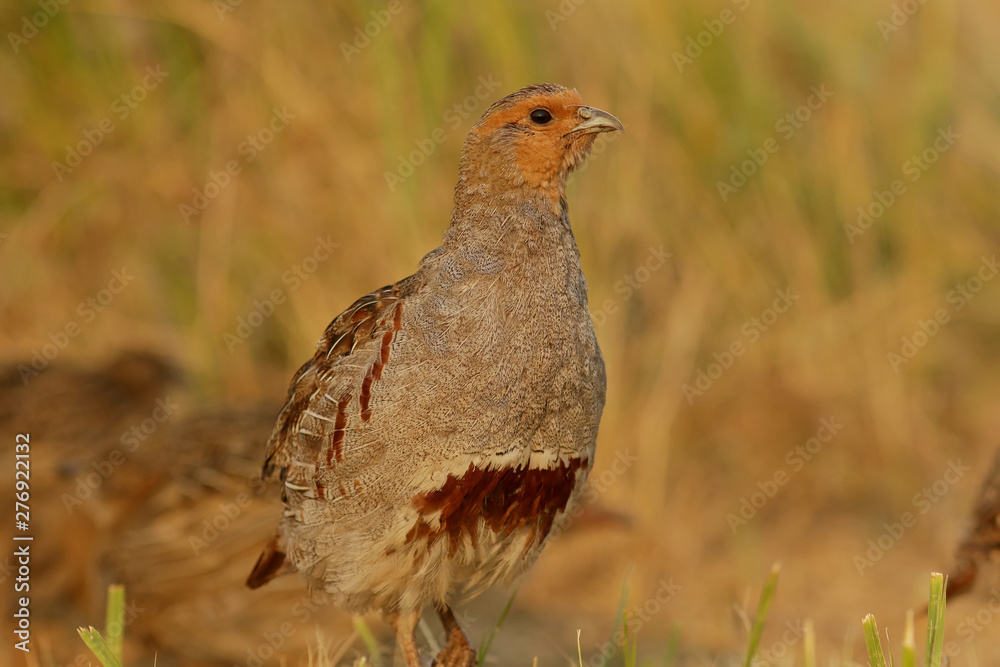 pheasant male bird in the dunes pheasant male bird in the dunes