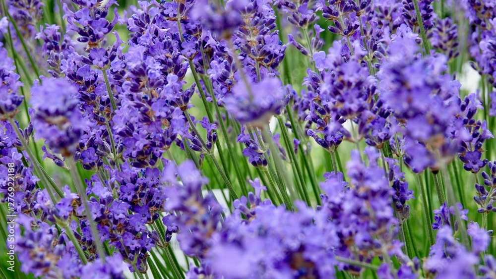 Fototapeta premium Lavendel, Nahaufnahme