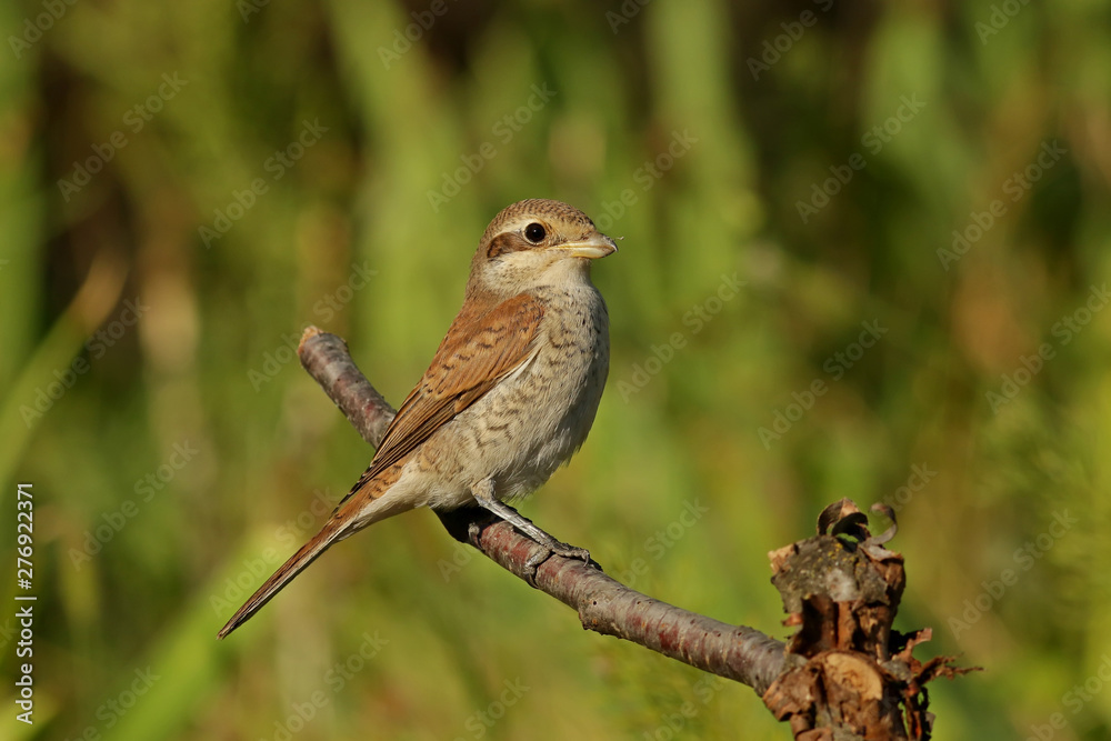 Naklejka premium sparrow on a branch