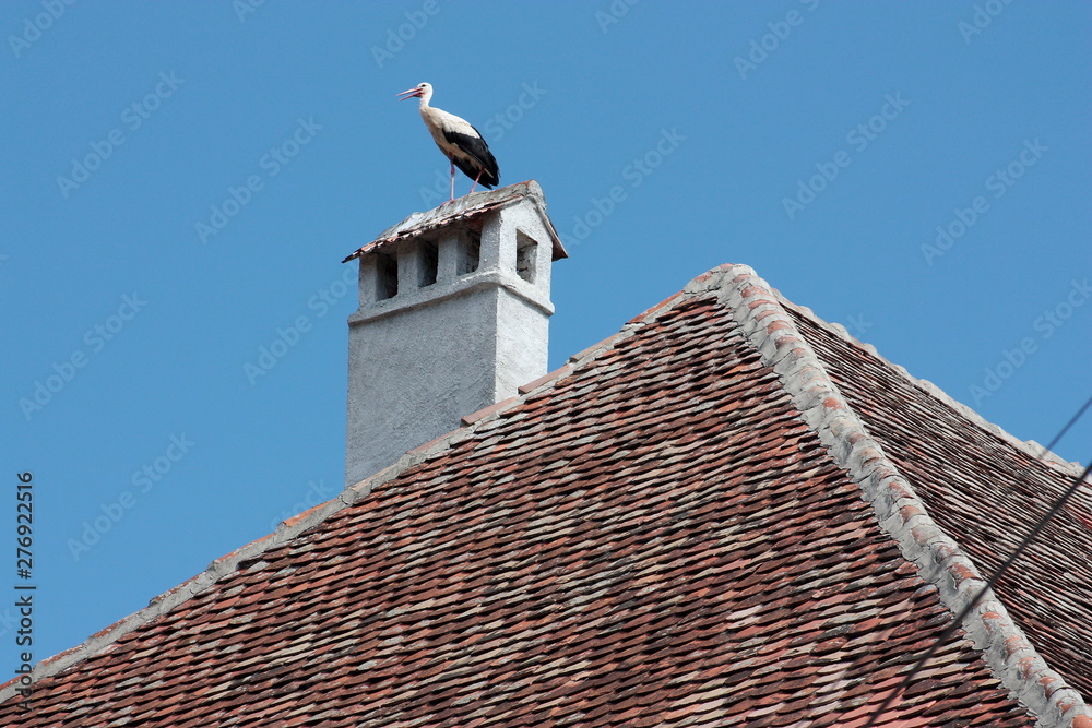 White stork standing on a chimney in Romania White stork standing on a chimney in Romania