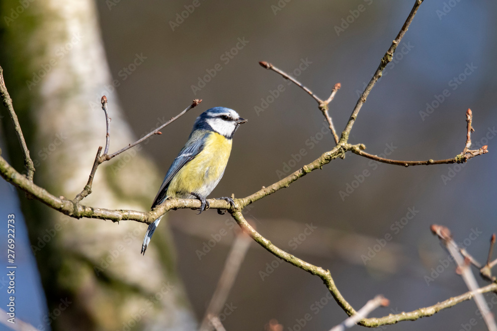 Fototapeta premium A portrait of a blue tit sitting on a little branch, looking around and resting. ready to fly away again at any moment.