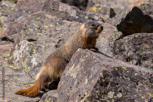 Marmot