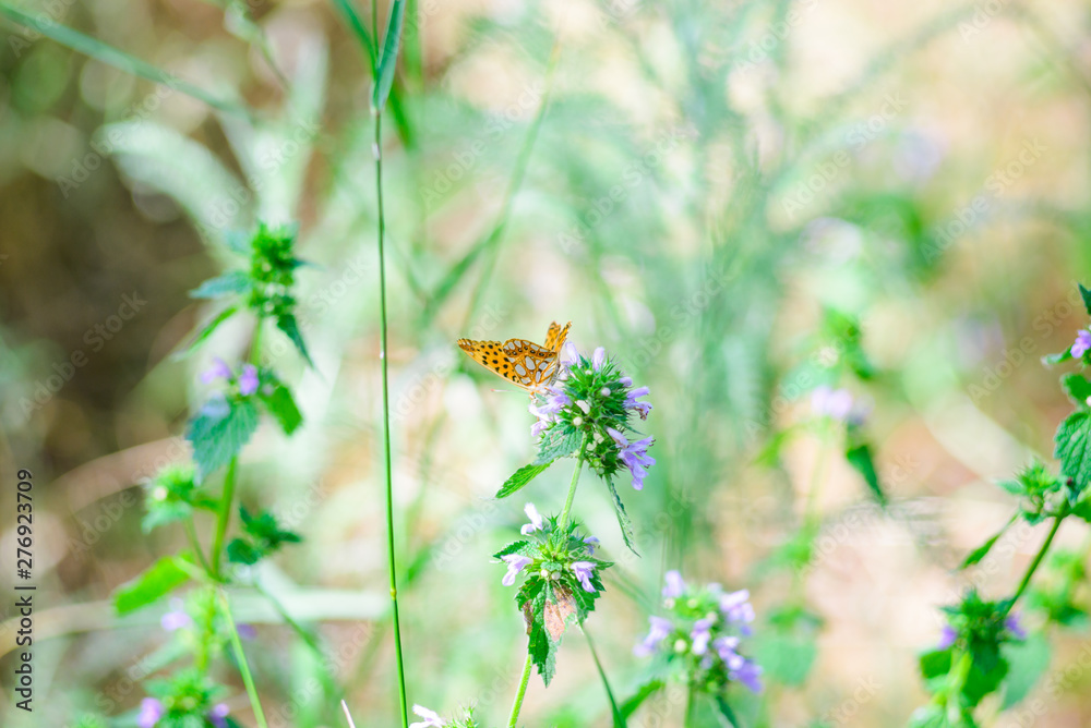A beautiful butterfly with orange wings sits on a wild flower. A beautiful butterfly with orange wings sits on a wild flower.