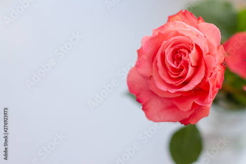 red rose on white background free space