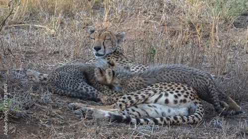 Cheetas nursing her two babies in the savannah, Serengeti reserve in Tanzania, panorama photo