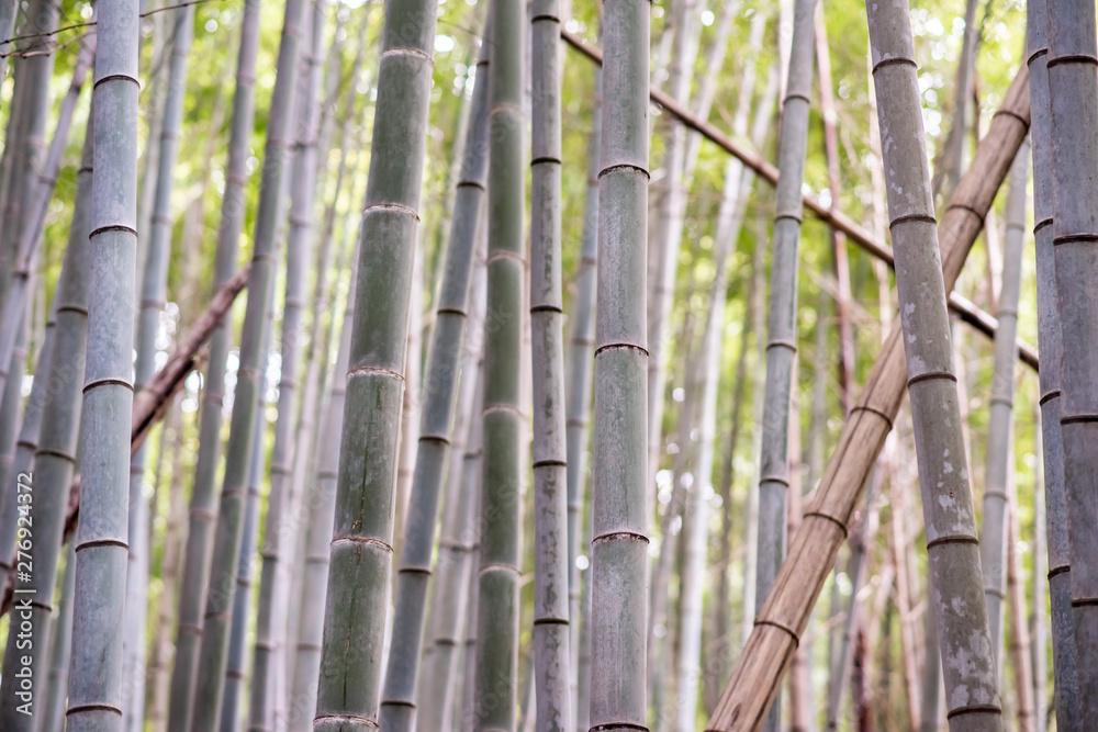 Close up of bamboo trees growing in a forest in Japan.