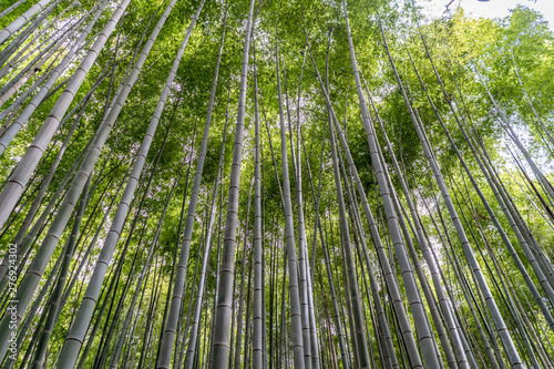 Beautiful bamboo trees in the Bamboo Grove in Arashiyama  in Kyoto Japan.