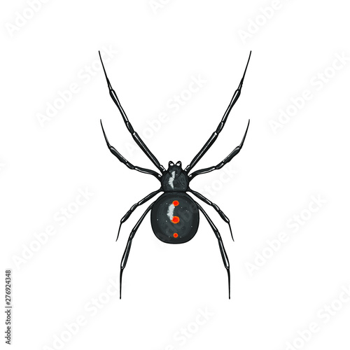 black widow spider venomous vector illustration on white background isolated flat design