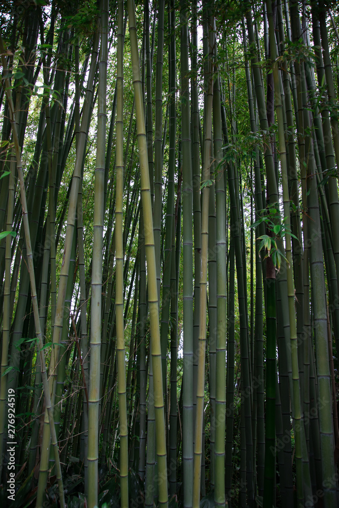 Vertical landscape of bamboo trees and branches in a forest with light in the background Vertical landscape of bamboo trees and branches in a forest with light in the background