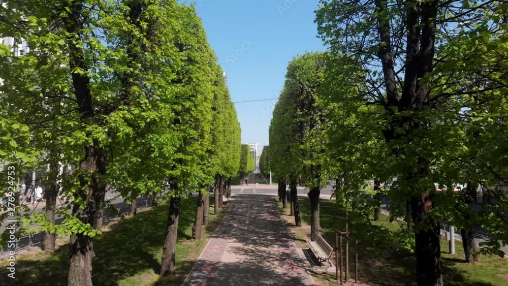 4k drone fly between tree lined avenue in a sunny day 4k drone fly between tree lined avenue in a sunny day