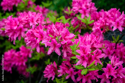 Pink flowers in the garden