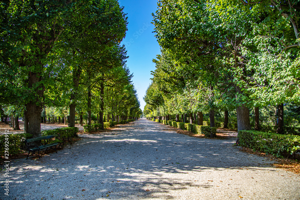 green tree alley in the park 