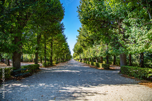 green tree alley in the park 