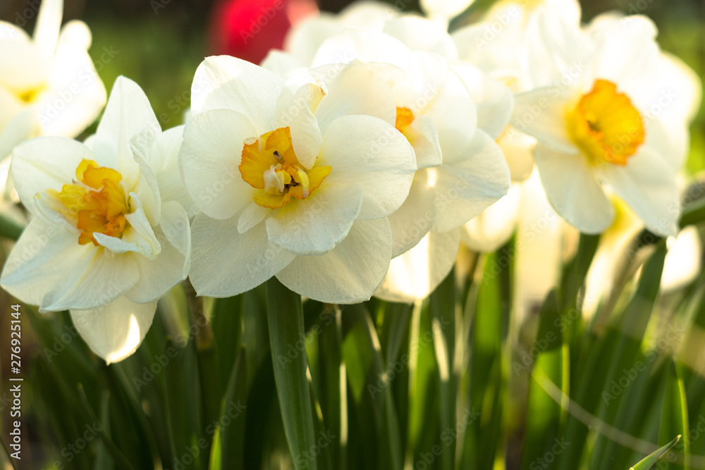 White narcissuses close up with green bokeh background. Spring flowered composition White narcissuses close up with green bokeh background. Spring flowered composition