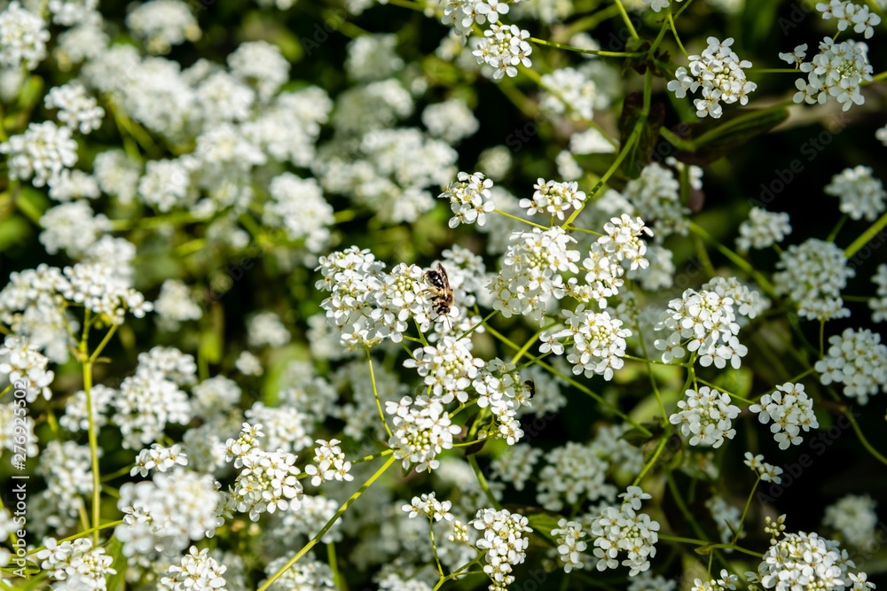 White flowers White flowers