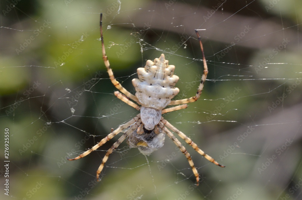 Argiope lobata is a species of spider belonging to the family Araneidae, Crete Argiope lobata is a species of spider belonging to the family Araneidae, Crete