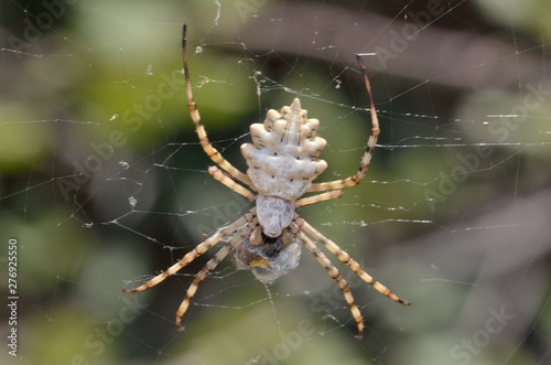 Argiope lobata is a species of spider belonging to the family Araneidae, Crete
