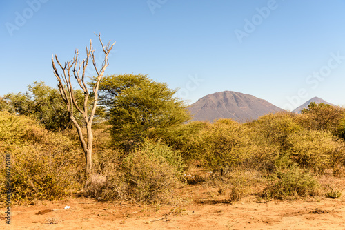 Dead tree among other trees dying from drought, Namibia Fototapeta