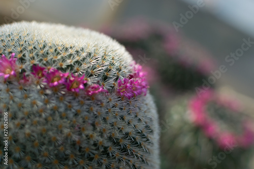 Fotografia Macro photo of spiky and fluffy cactus, cactaceae or cacti