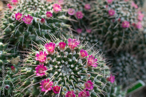 Macro photo of spiky and fluffy cactus  cactaceae or cacti
