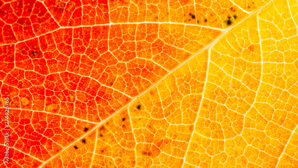 Obraz premium Feuille d'automne, en plan rapproché, couleurs chaudes, le réseau des nervures