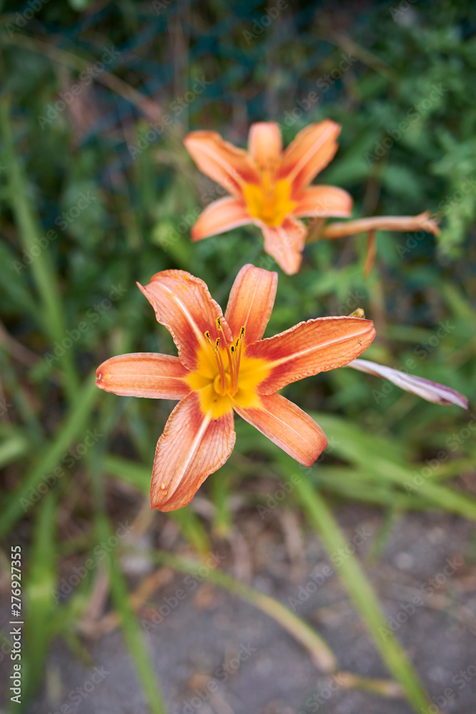 Hemerocallis fulva Hemerocallis fulva