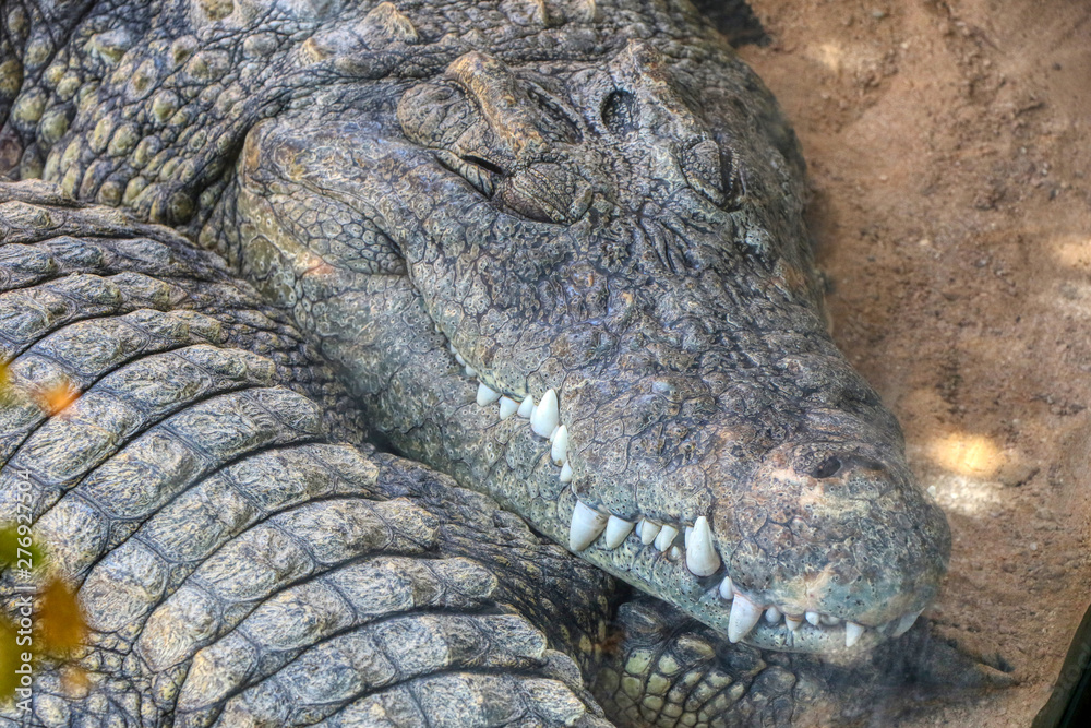 Fototapeta premium Close up of a Nile crocodile sleeping in a zoo