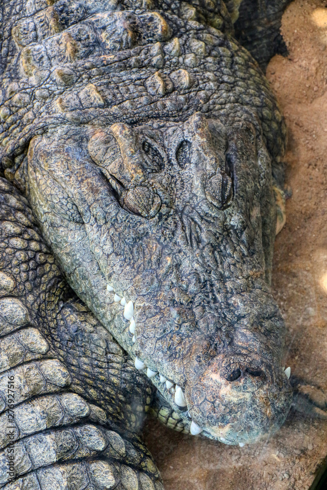 Fototapeta premium Close up of a Nile crocodile sleeping in a zoo