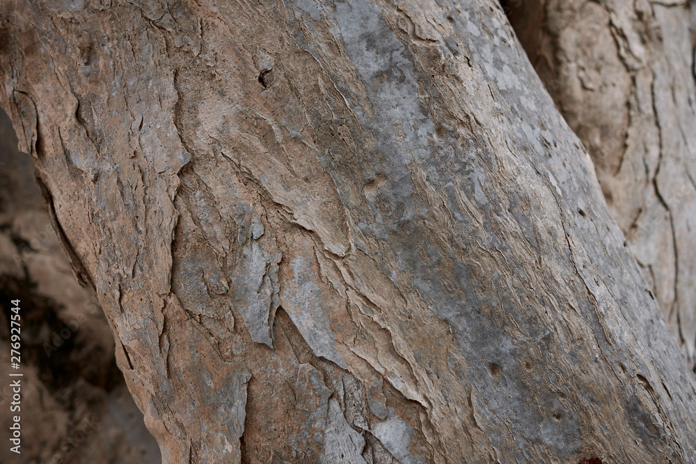 Dracaena Draco, bark close up