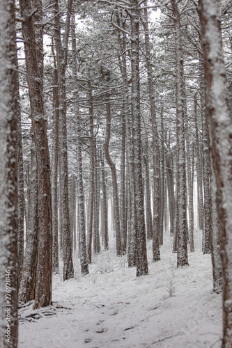 snow covered forest 