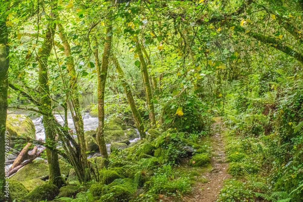 camino en un bosque verde con enredaderas colgando de los arboles y un río al lado
