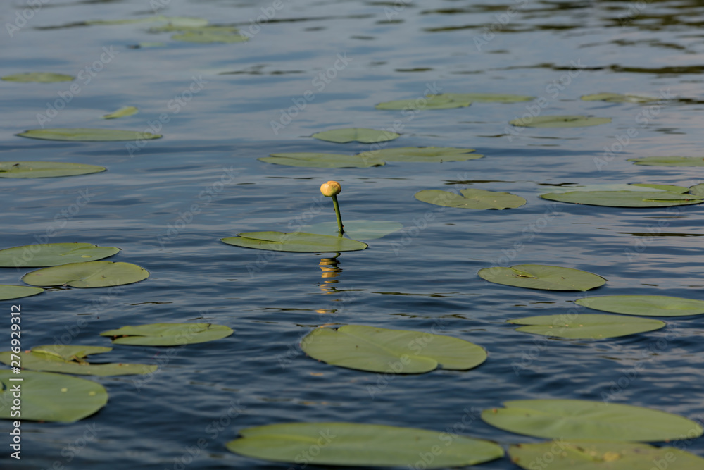 Lake Surface with Water Lily Flowers in Russia Lake Surface with Water Lily Flowers in Russia