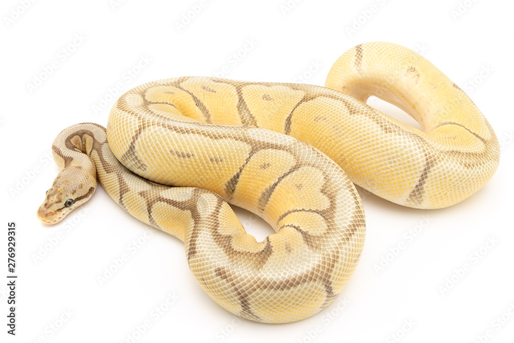 Obraz premium Ball Python Reptile Snake Boa on White Background