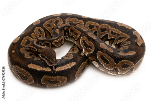 Ball Python Reptile Snake Boa on White Background
