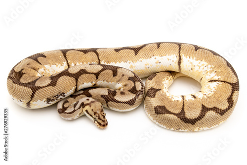 Ball Python Reptile Snake Boa on White Background © Mike