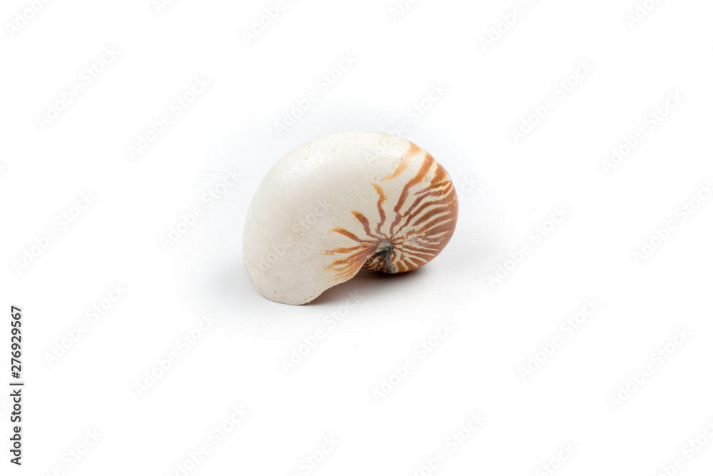 Fototapeta premium the nautilus shell isolated on white background