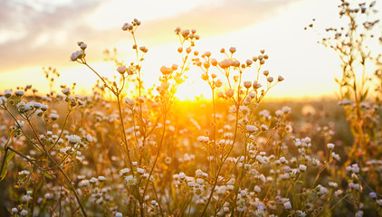 Papier peint photo Établissements de soins Champ de fleurs sauvages au coucher  © SkyLine