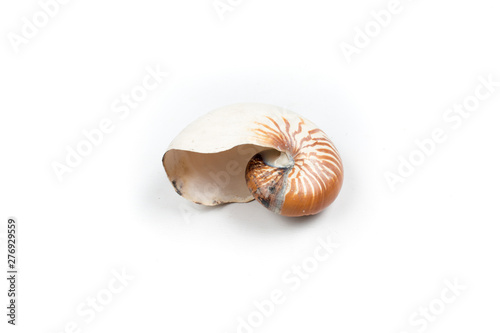  the nautilus shell isolated on white background