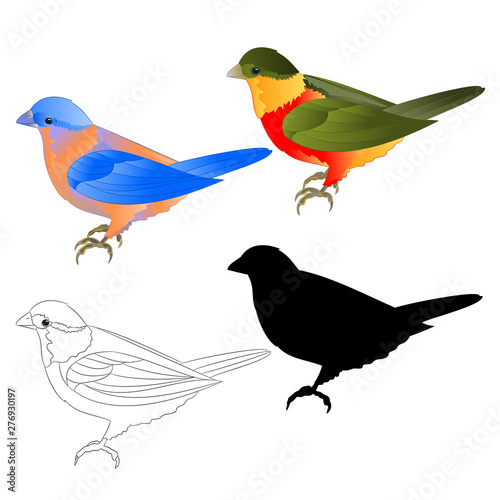 Bluebird  thrush and tropical bird silhouette and  outline  on a white background  vintage vector illustration editable hand draw