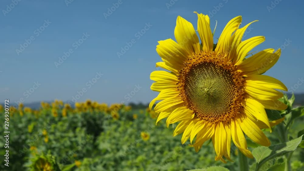 Sunflower in a wide field amidst the sun and the wind blowing until the flowers grow. Sunflower in a wide field amidst the sun and the wind blowing until the flowers grow.