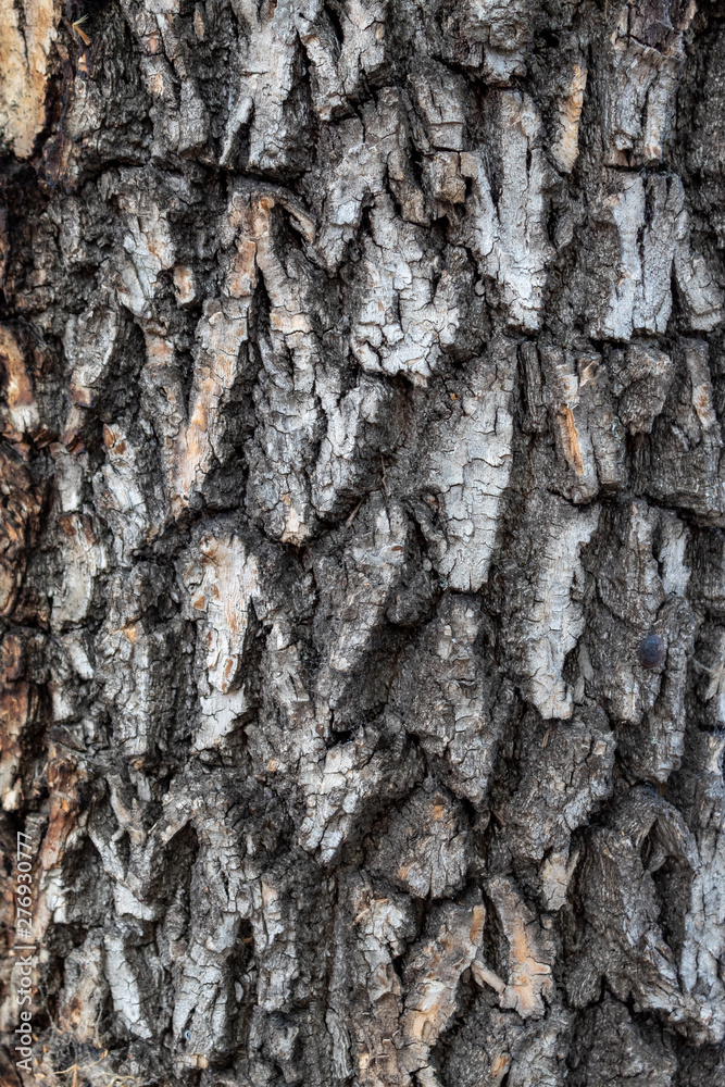 Obraz premium Closeup Embossed Tree Bark Texture Background 