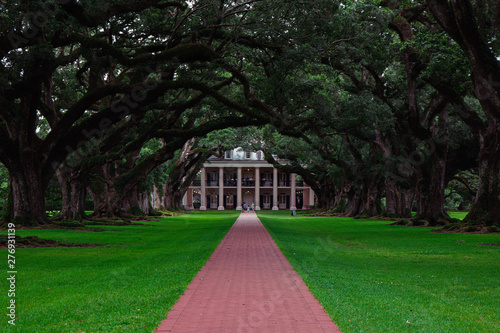 Oak trees lined up nearly leading to a grand house